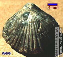Braquiópodo: Rhynchonella