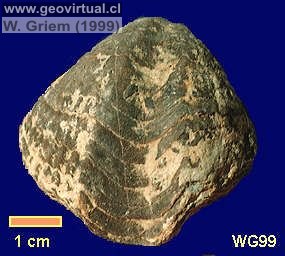 Rhynchonella - Braquiópodo del Lias