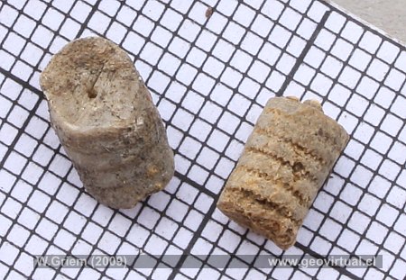 Encrinus