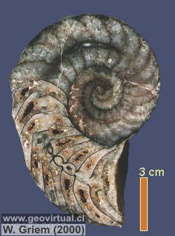 Nautilos o Nautilus