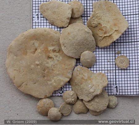 Foraminiferas, Numulitas