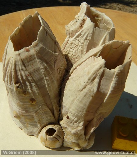 Balanos