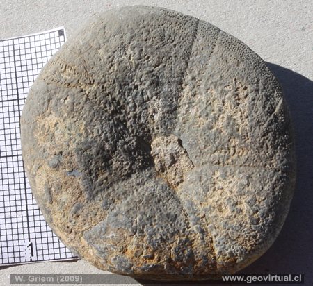 Erizo, equinodermo de la Qda. Chañaral Alto / Región Atacama)