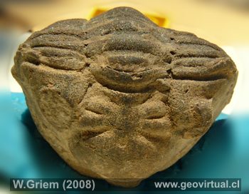 Trilobites