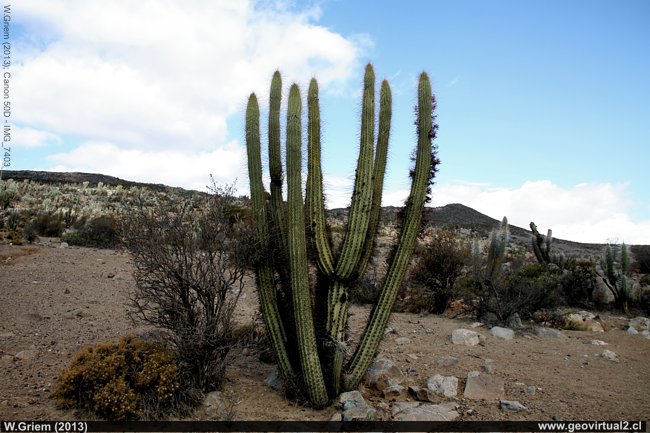 Paisaje con cactús cerca de Quilitapia, Región de Coquimbo, Chile